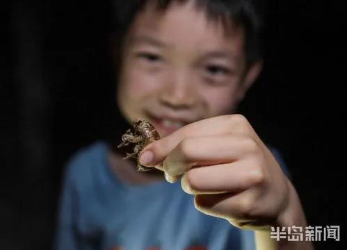 又到一年一度抓知了猴的季節(jié):夜幕下的童年回憶與自然饋贈